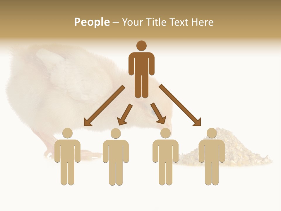 Fleecy Hen Hairy PowerPoint Template