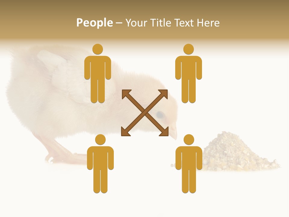 Fleecy Hen Hairy PowerPoint Template