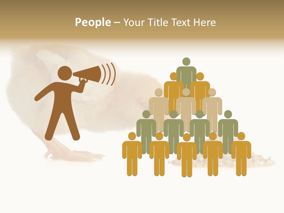 Fleecy Hen Hairy PowerPoint Template