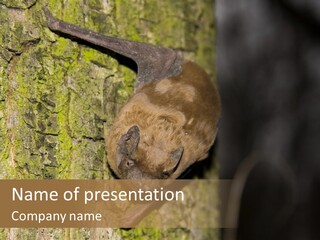 Noctula European Tree PowerPoint Template