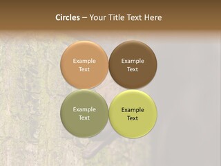 Noctula European Tree PowerPoint Template