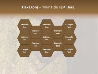 Noctula European Tree PowerPoint Template