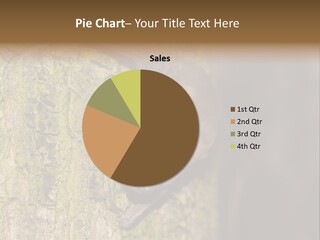 Noctula European Tree PowerPoint Template