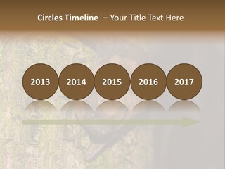 Noctula European Tree PowerPoint Template