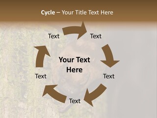 Noctula European Tree PowerPoint Template
