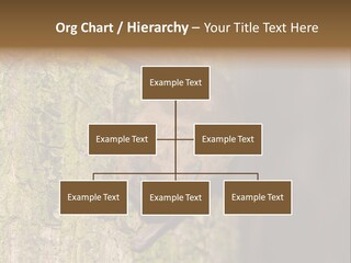 Noctula European Tree PowerPoint Template
