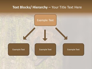 Noctula European Tree PowerPoint Template