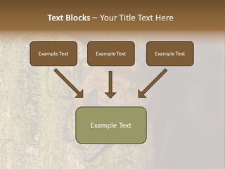 Noctula European Tree PowerPoint Template