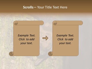 Noctula European Tree PowerPoint Template