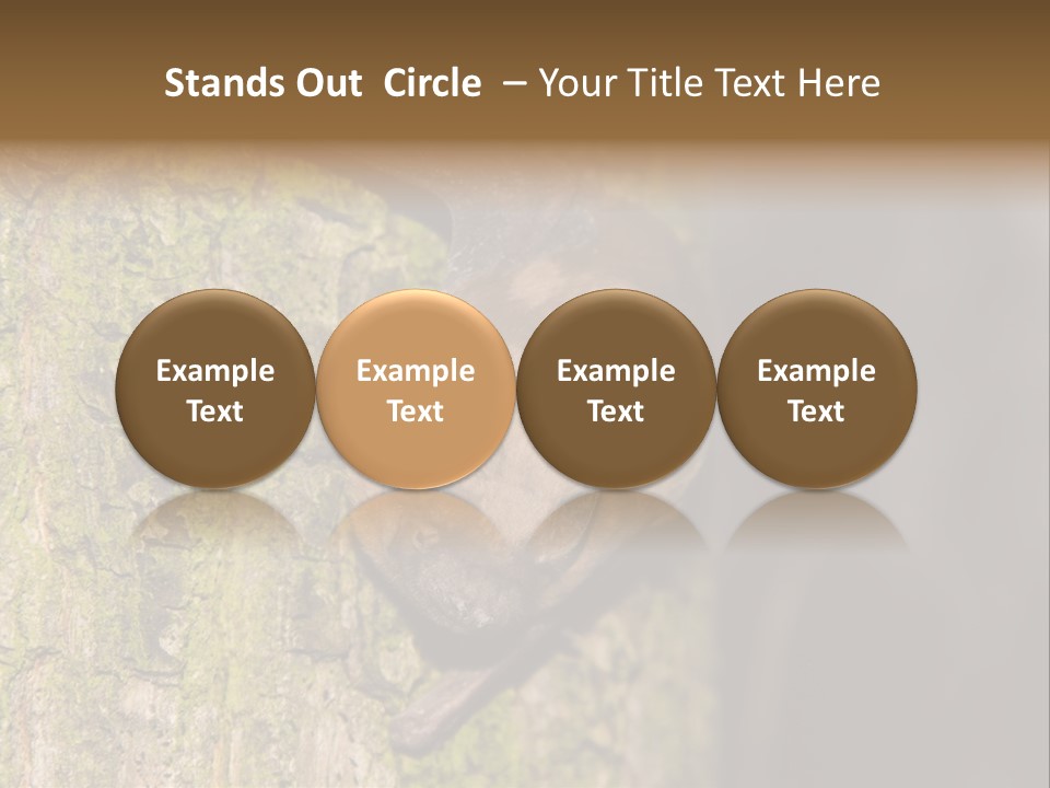Noctula European Tree PowerPoint Template