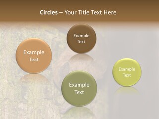 Noctula European Tree PowerPoint Template