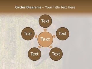 Noctula European Tree PowerPoint Template