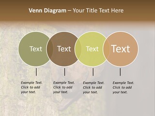 Noctula European Tree PowerPoint Template
