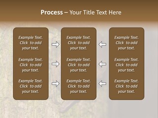 Noctula European Tree PowerPoint Template