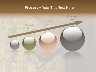 Noctula European Tree PowerPoint Template