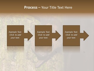 Noctula European Tree PowerPoint Template