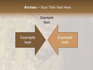 Noctula European Tree PowerPoint Template