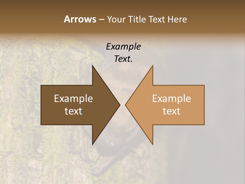 Noctula European Tree PowerPoint Template