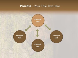 Noctula European Tree PowerPoint Template