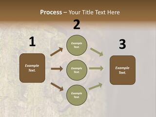 Noctula European Tree PowerPoint Template