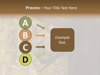Noctula European Tree PowerPoint Template