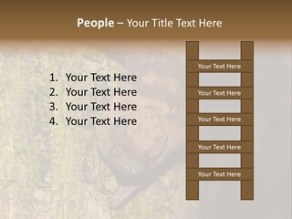 Noctula European Tree PowerPoint Template
