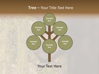 Noctula European Tree PowerPoint Template