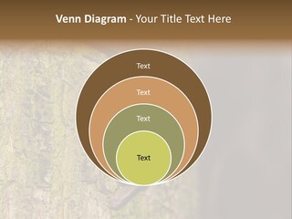 Noctula European Tree PowerPoint Template