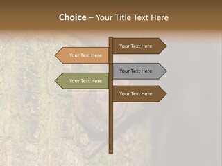 Noctula European Tree PowerPoint Template