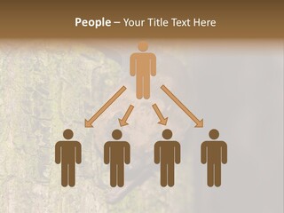 Noctula European Tree PowerPoint Template