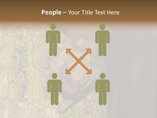 Noctula European Tree PowerPoint Template