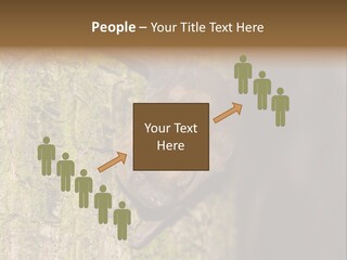 Noctula European Tree PowerPoint Template