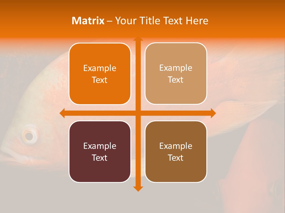 Symphysodon Display Pterophyllum PowerPoint Template