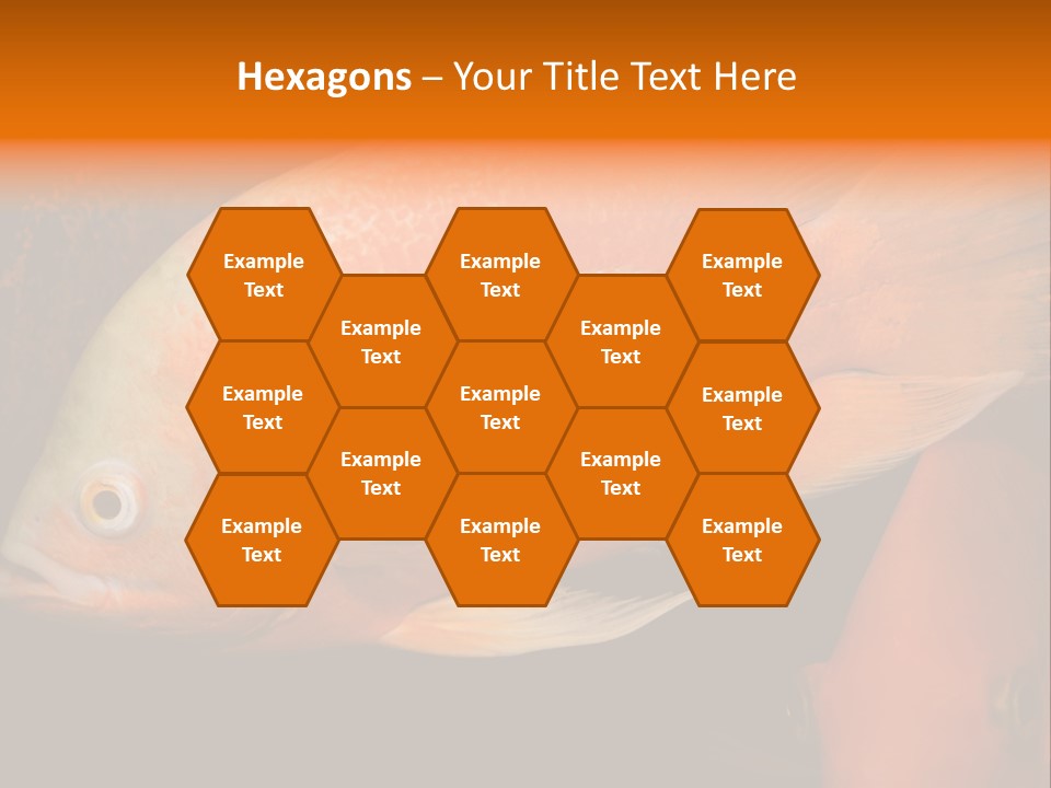 Symphysodon Display Pterophyllum PowerPoint Template