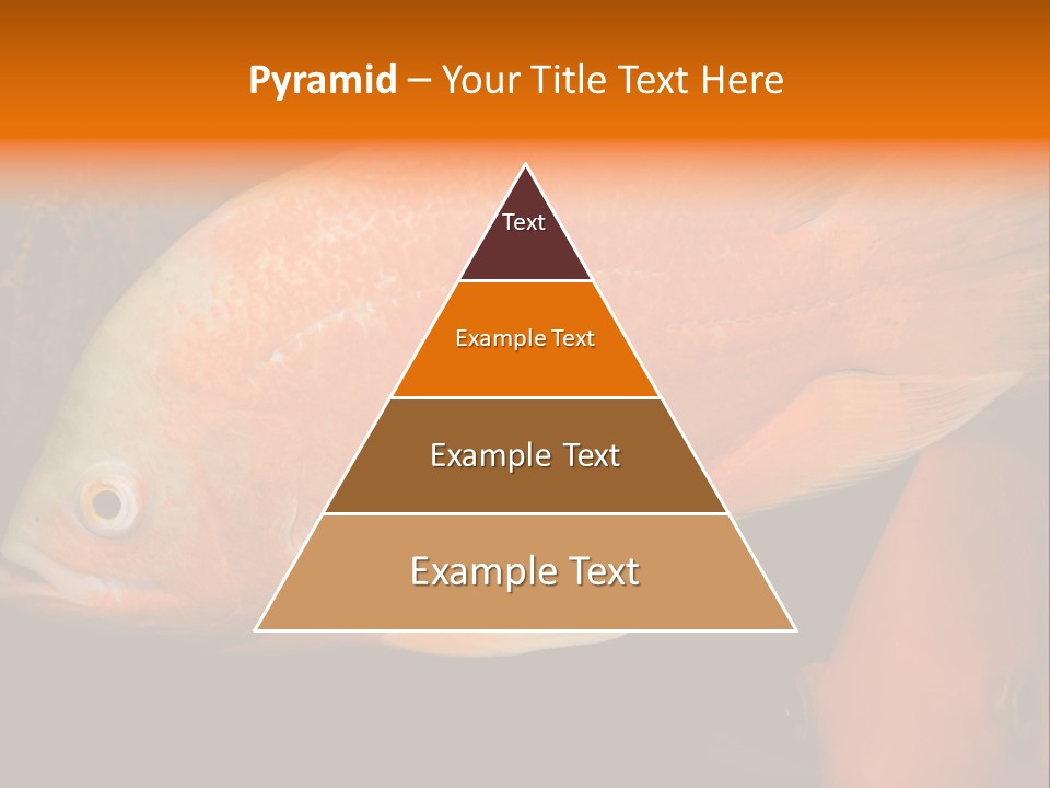 Symphysodon Display Pterophyllum PowerPoint Template