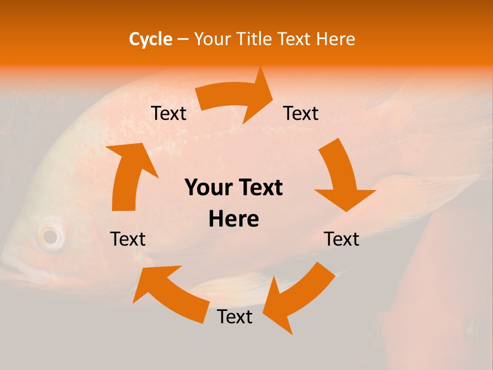 Symphysodon Display Pterophyllum PowerPoint Template