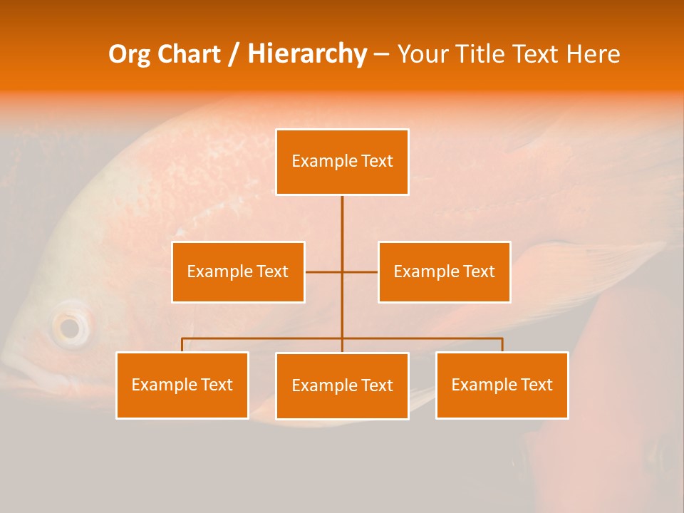 Symphysodon Display Pterophyllum PowerPoint Template