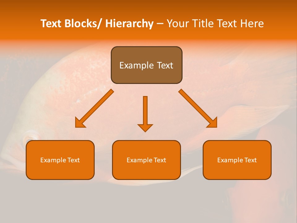 Symphysodon Display Pterophyllum PowerPoint Template