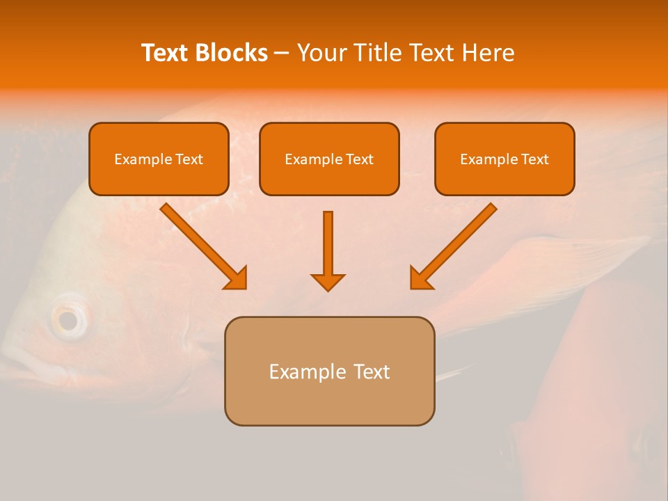 Symphysodon Display Pterophyllum PowerPoint Template