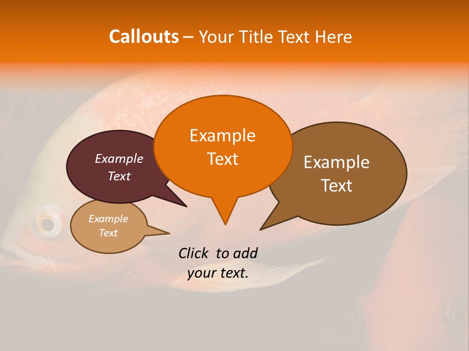 Symphysodon Display Pterophyllum PowerPoint Template