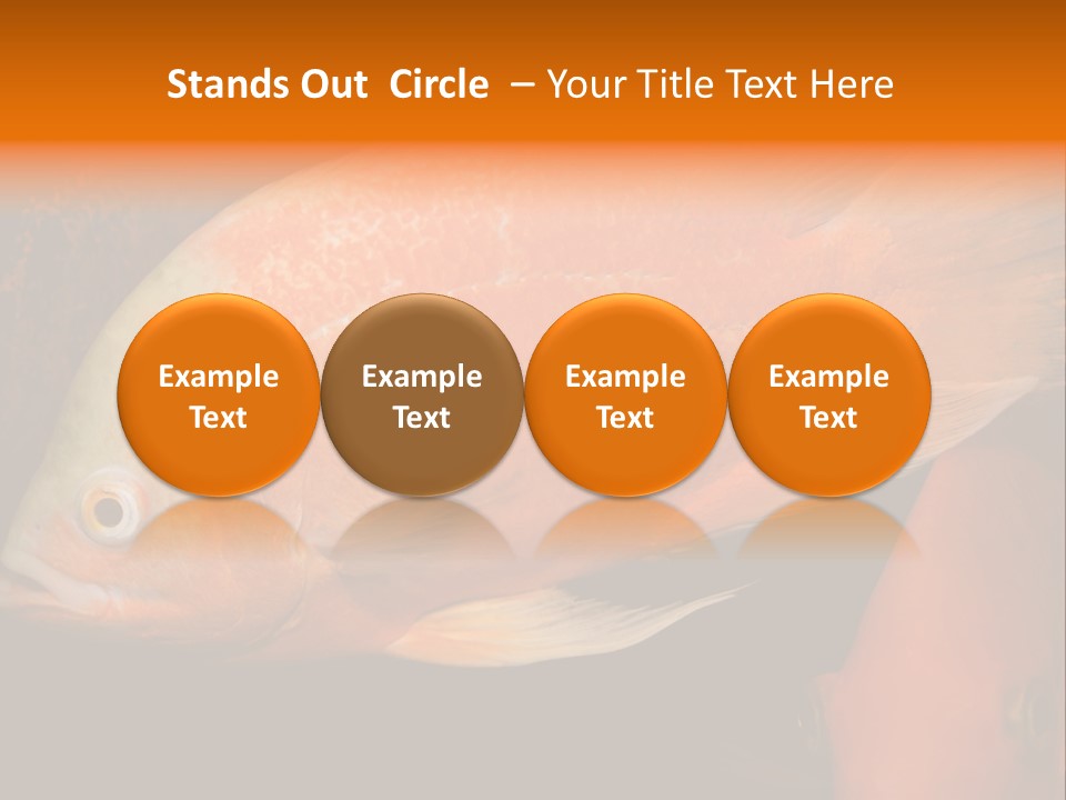 Symphysodon Display Pterophyllum PowerPoint Template