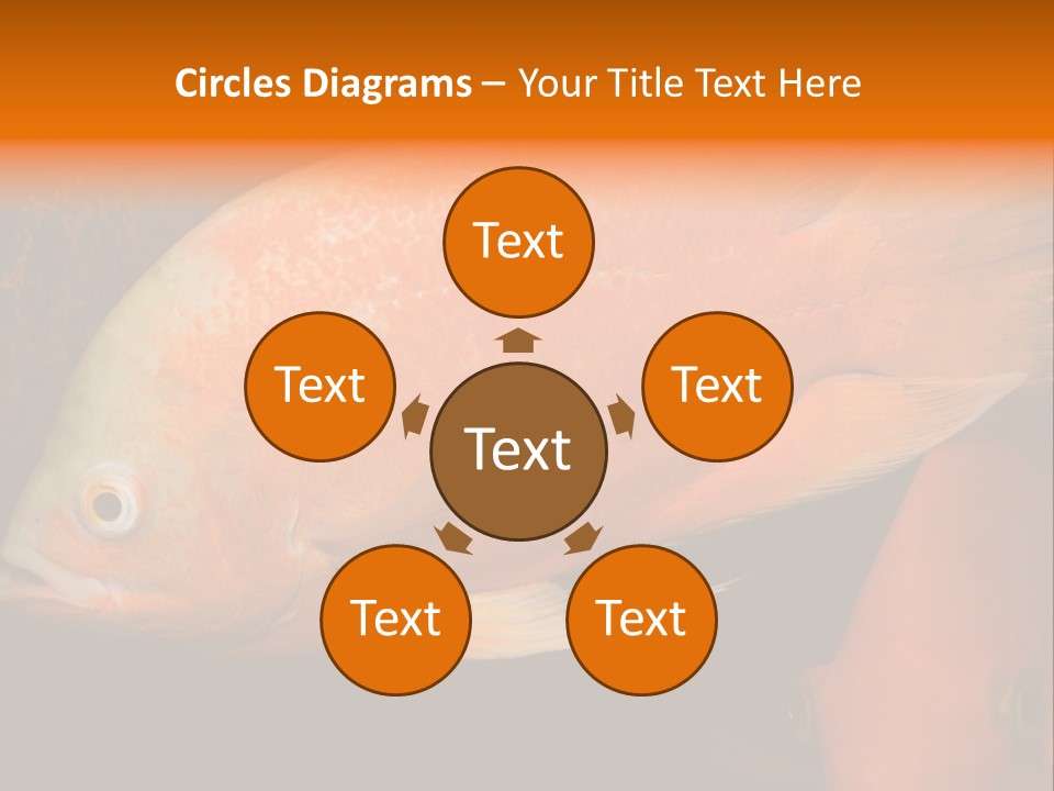 Symphysodon Display Pterophyllum PowerPoint Template