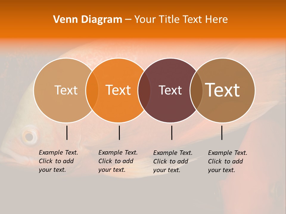 Symphysodon Display Pterophyllum PowerPoint Template