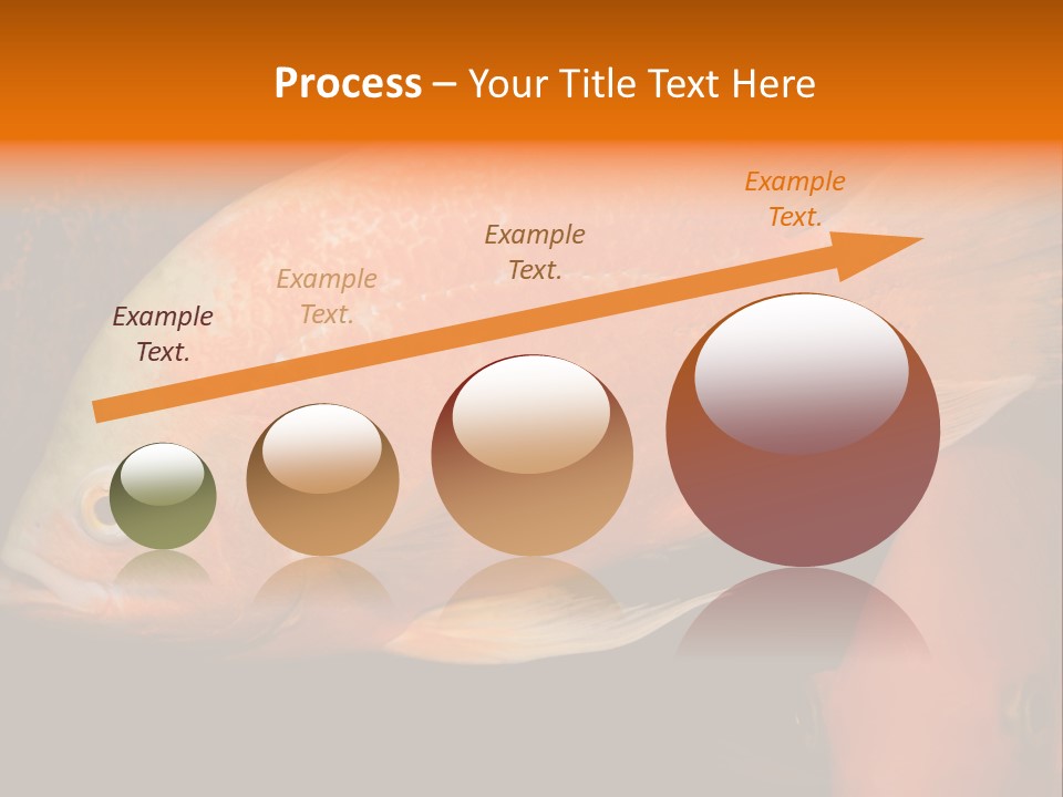 Symphysodon Display Pterophyllum PowerPoint Template