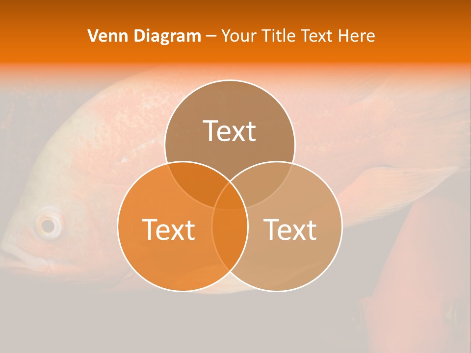 Symphysodon Display Pterophyllum PowerPoint Template