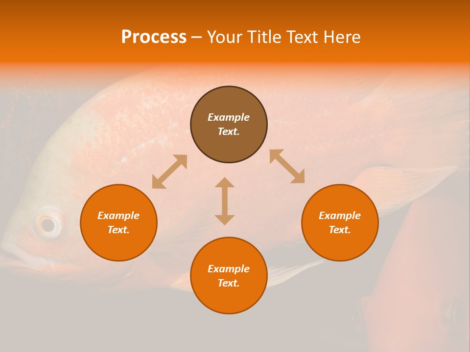 Symphysodon Display Pterophyllum PowerPoint Template