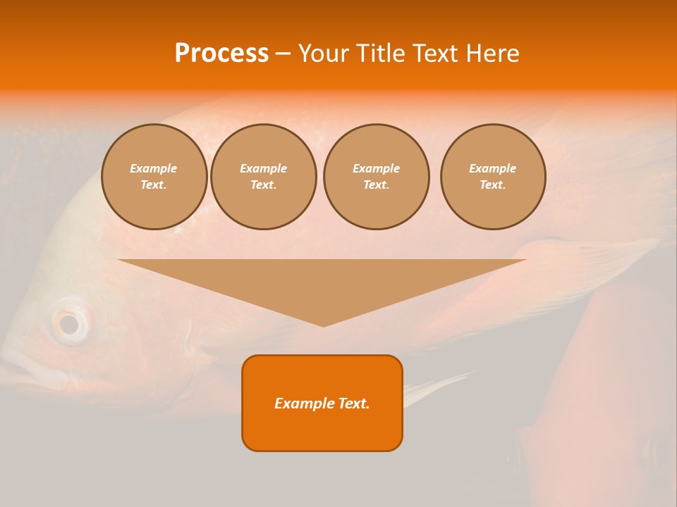 Symphysodon Display Pterophyllum PowerPoint Template