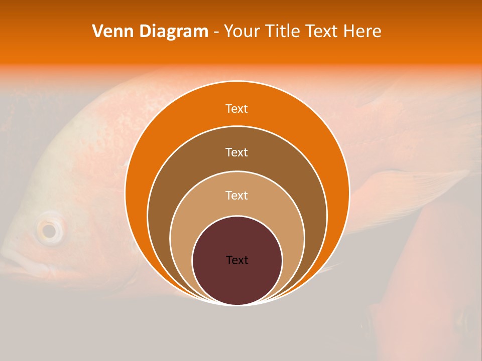 Symphysodon Display Pterophyllum PowerPoint Template