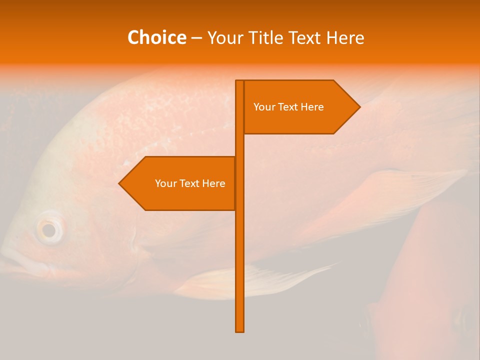 Symphysodon Display Pterophyllum PowerPoint Template