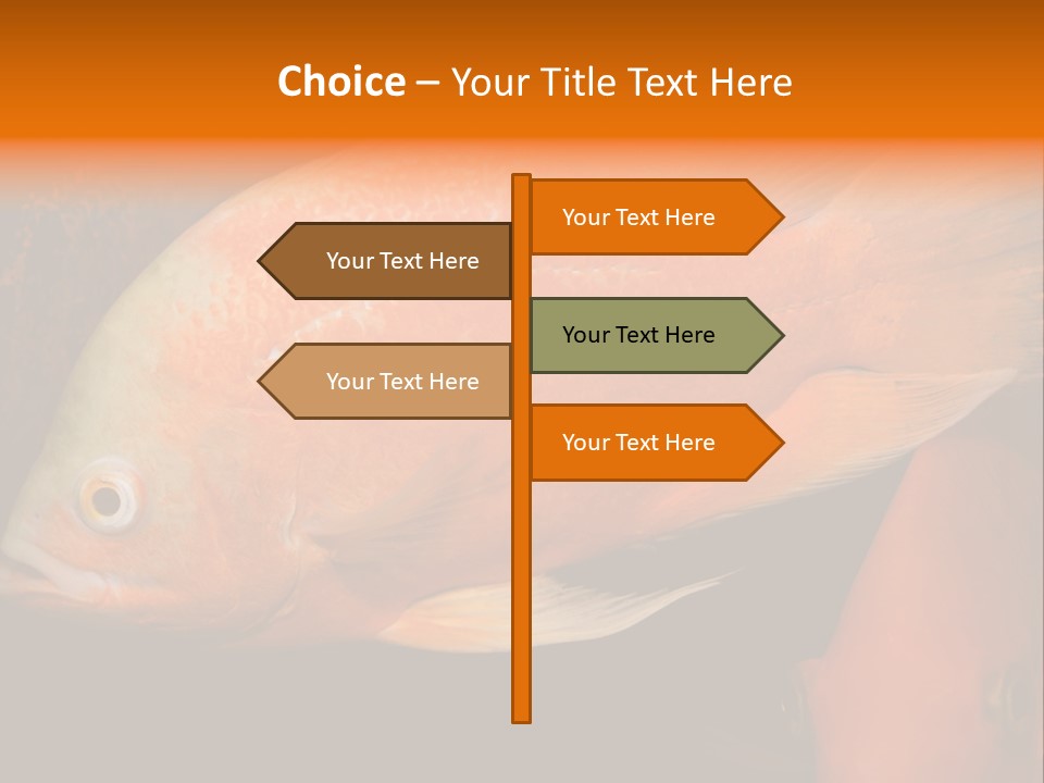 Symphysodon Display Pterophyllum PowerPoint Template